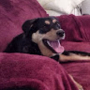 Meet your Posher, Sofia